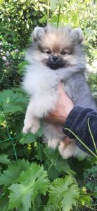 Щеночки шпица в редких окрасах