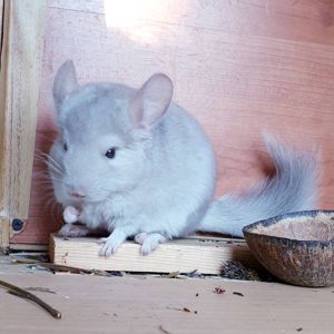 Маленький самец шиншиллы Бежевый фиолет эбони носитель ангоры