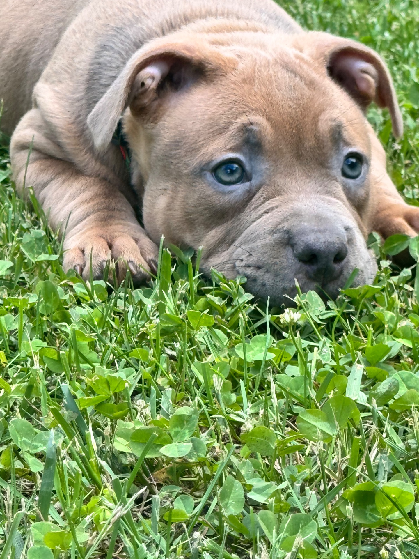 Великолепная девочка, VIP class, большая перспектива