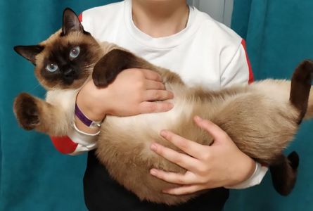 Сіамські (тайські) кошенята