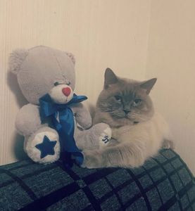 Сіамські (тайські) кошенята