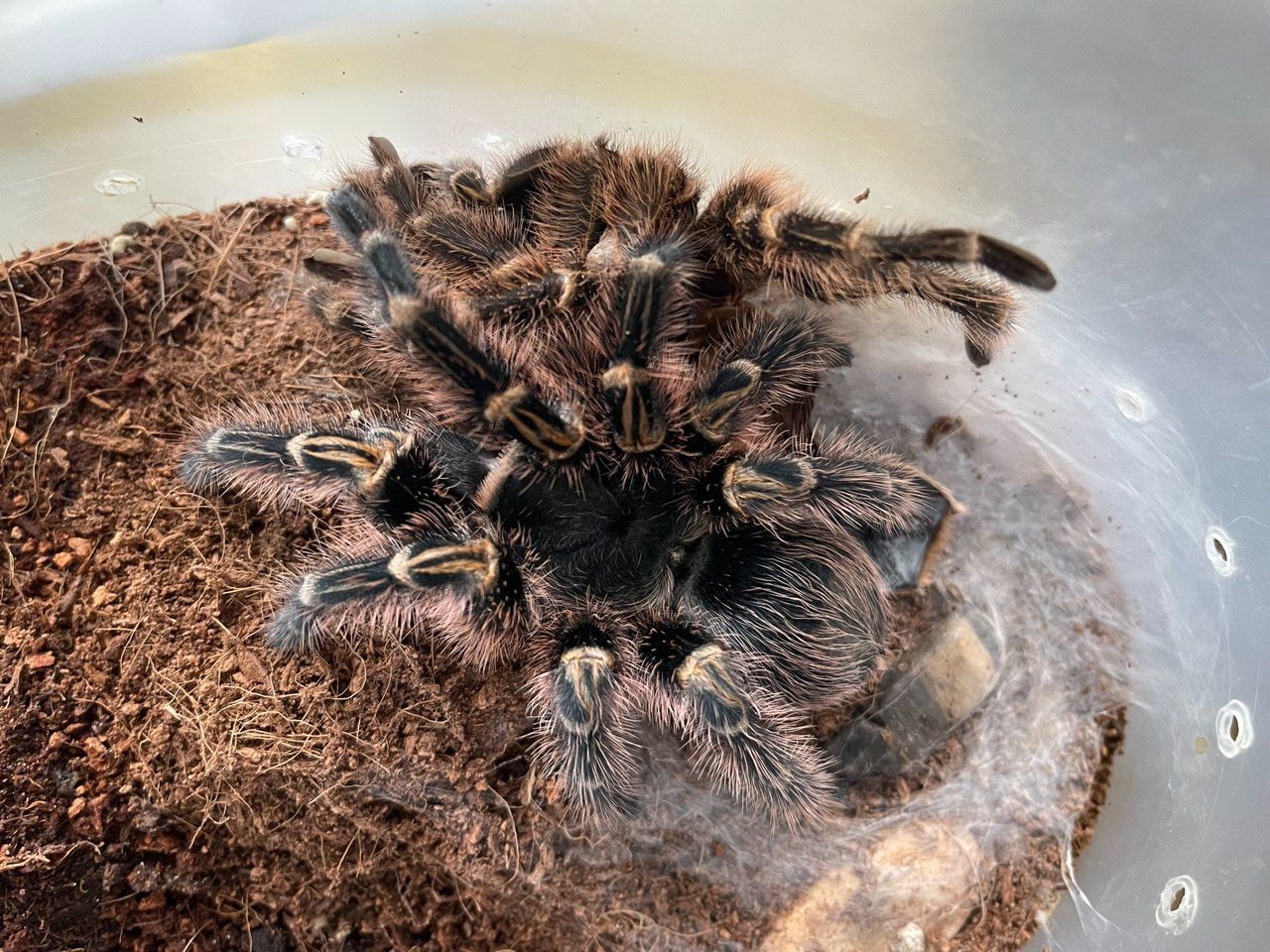 Grammostola aureostriata