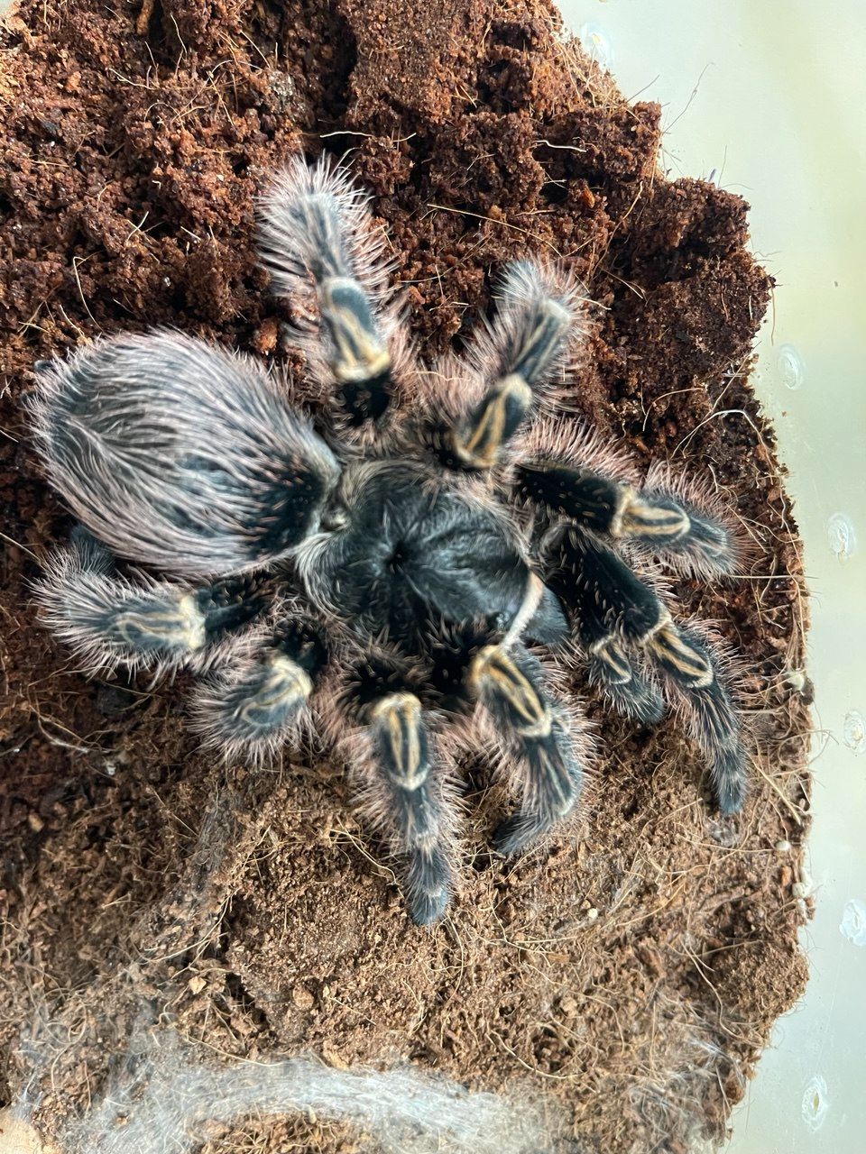 Grammostola aureostriata