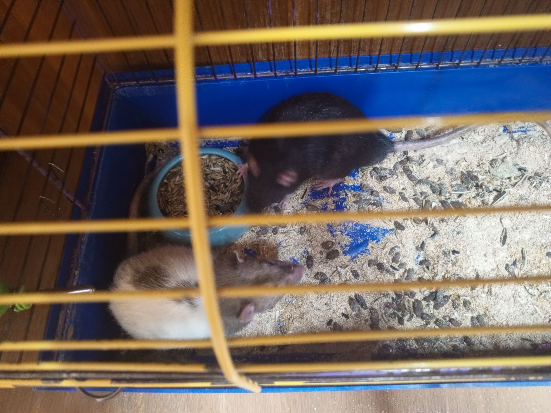Продам двух крис мальчика 2
