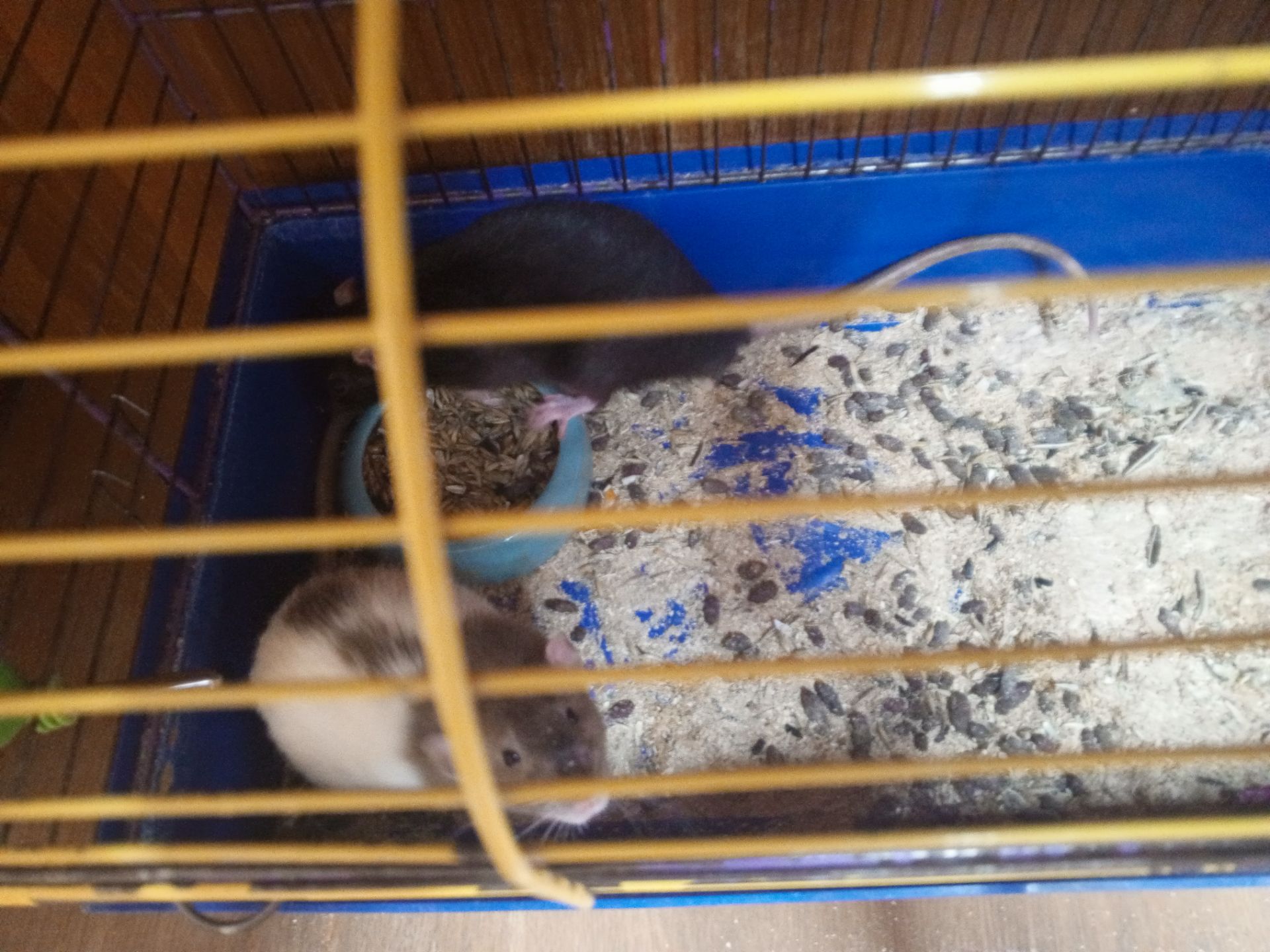 Продам двух крис мальчика 2
