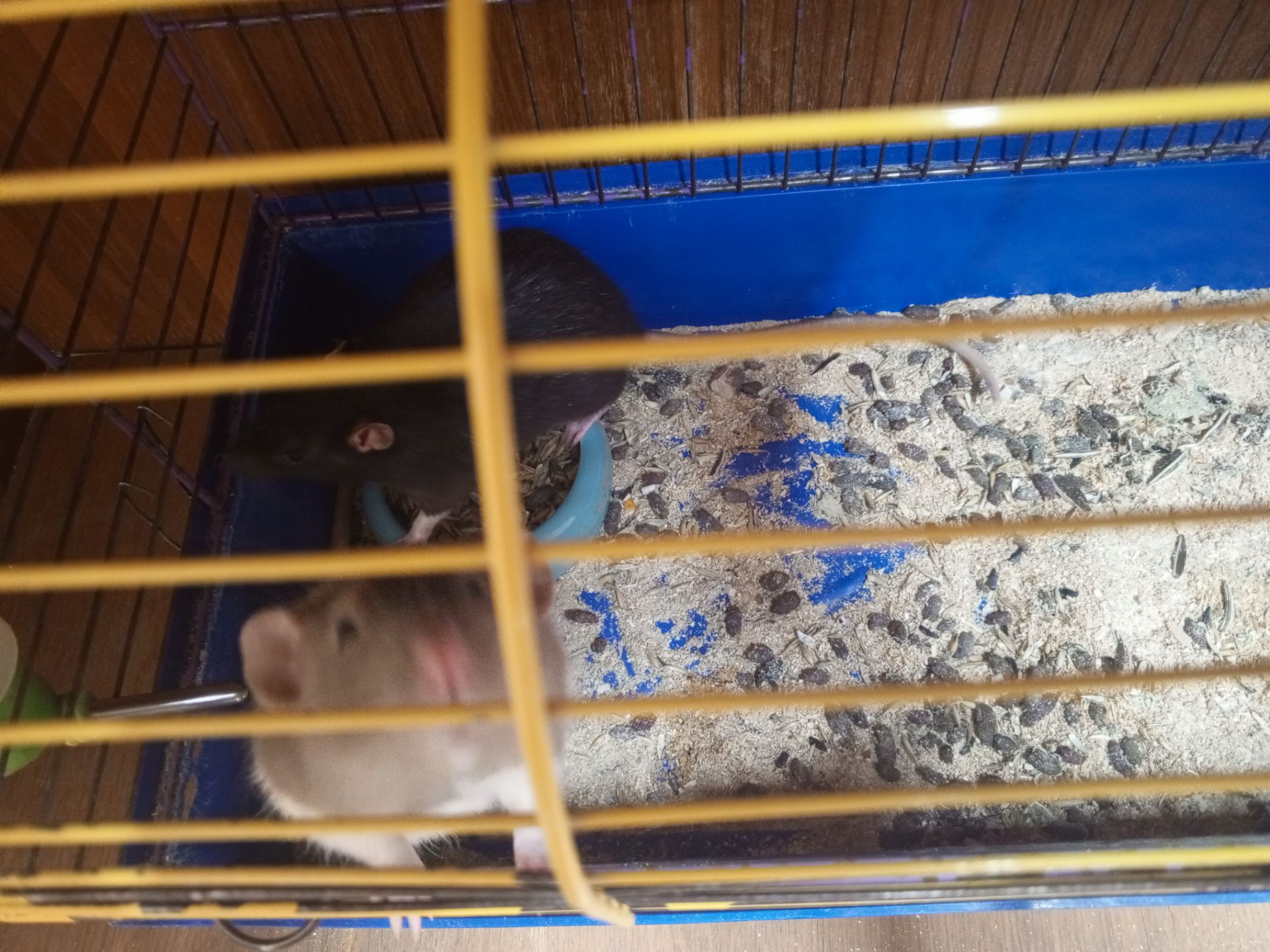Продам двух крис мальчика 2