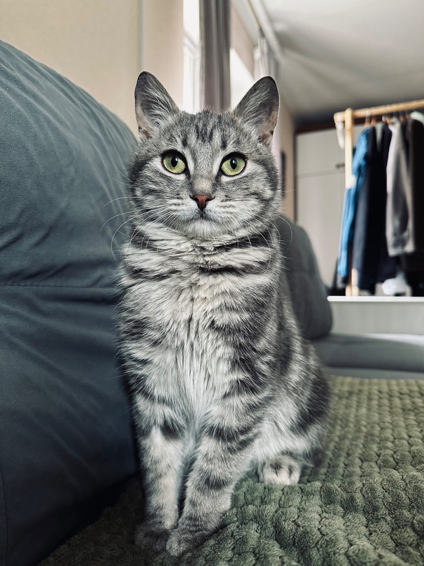 Кошеня шукає родину
