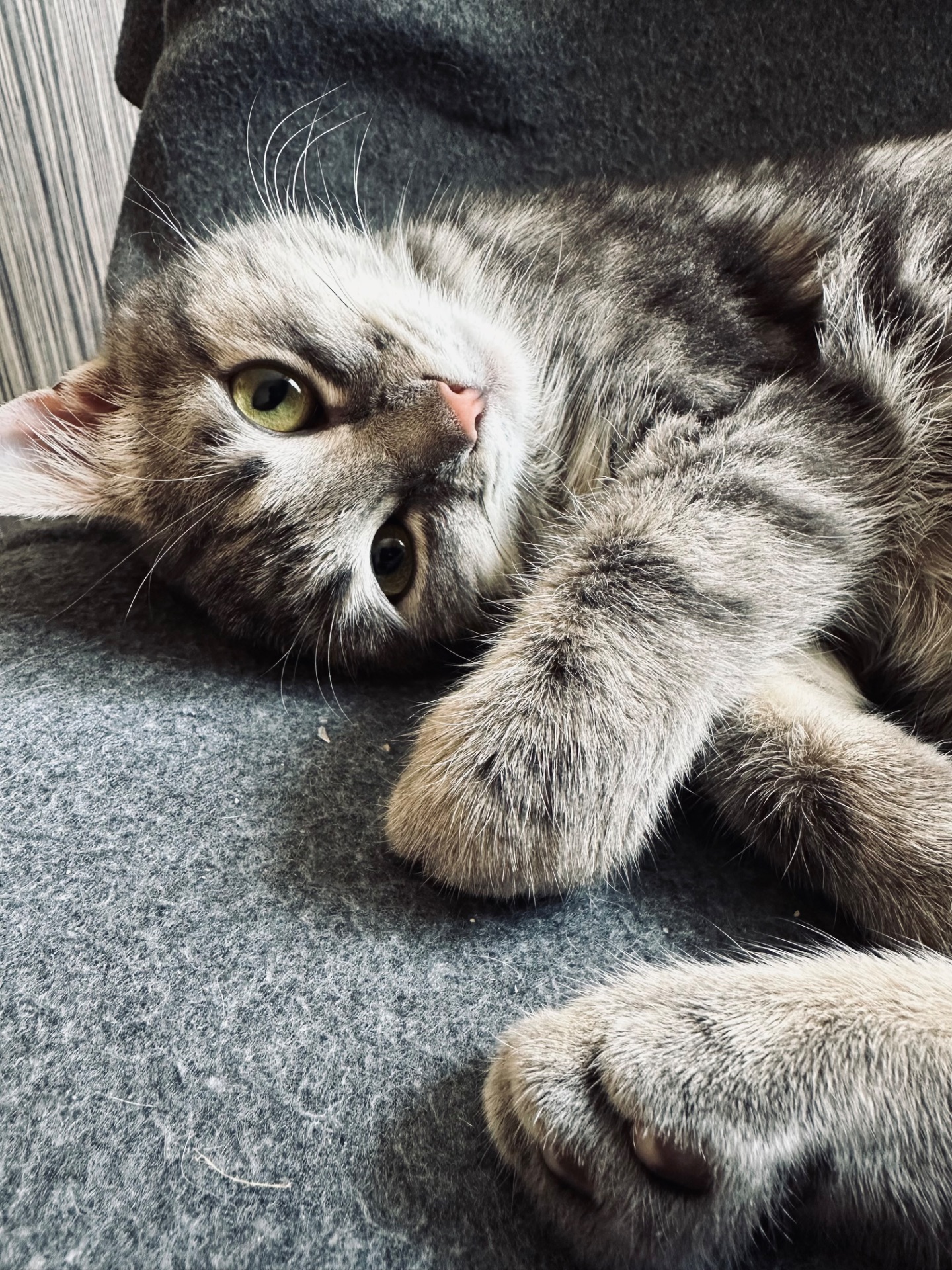 Кошеня шукає родину