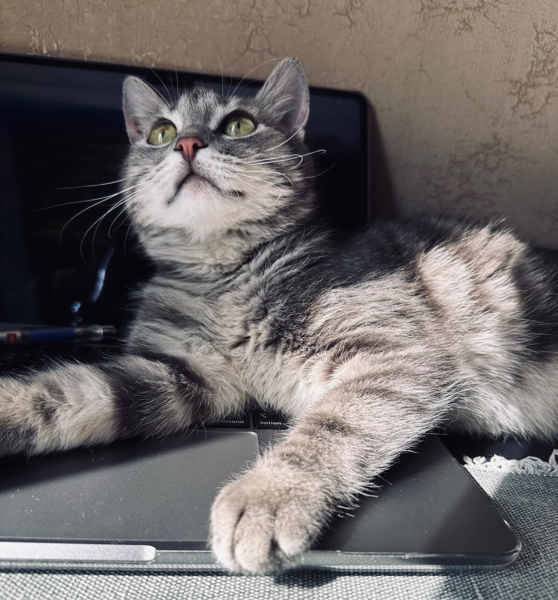 Кошеня шукає родину
