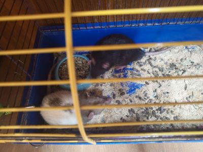 Продам двух крис мальчика 2