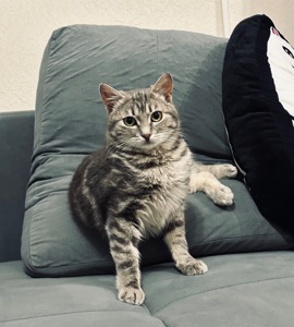 Кошеня шукає родину