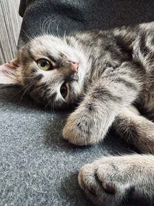 Кошеня шукає родину
