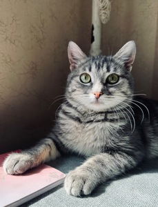 Кошеня шукає родину