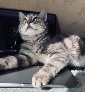 Кошеня шукає родину