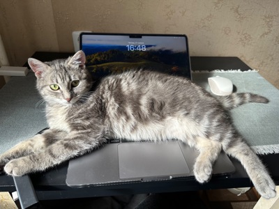 Кошеня шукає родину