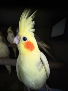 Корелла нимфа папуги