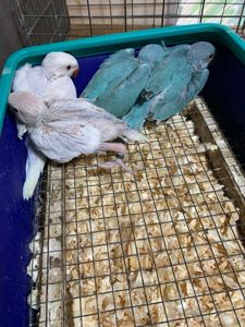 Птенцы ожерелового попугая