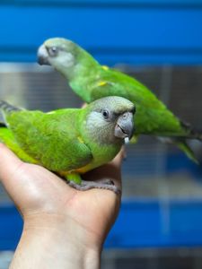 Сенегальский умный попугай