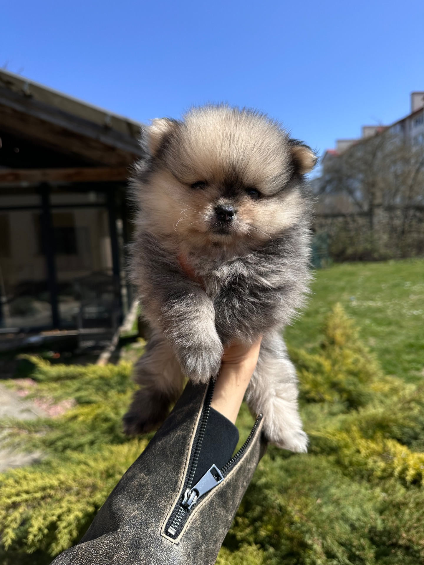 Продаю цуценят породи померанський шпіц