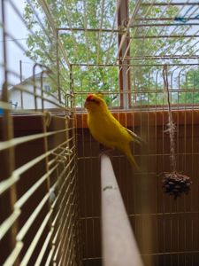 Папуга какарик за символічну плату