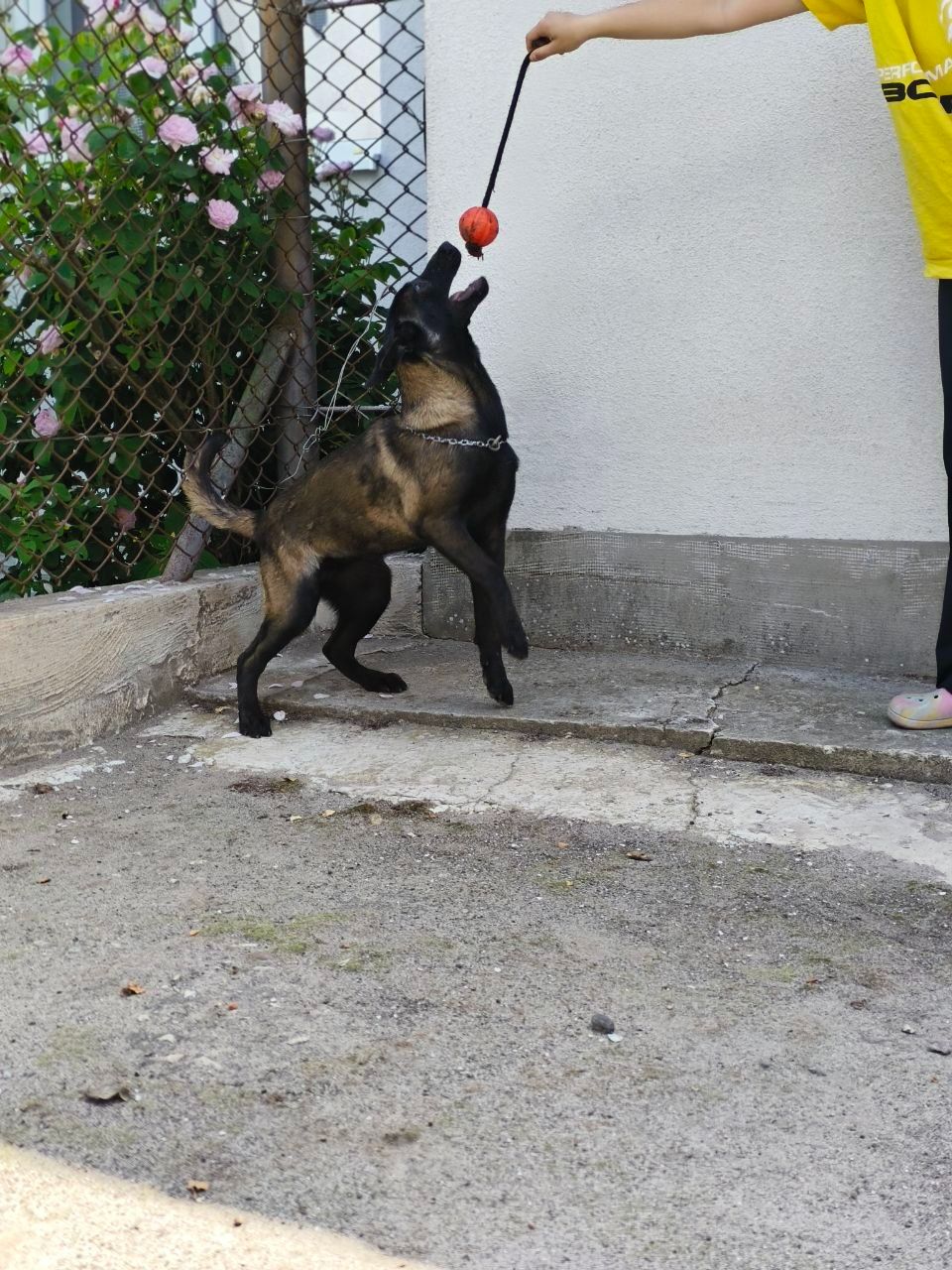 Малінуа, Бельгійська вівчарка