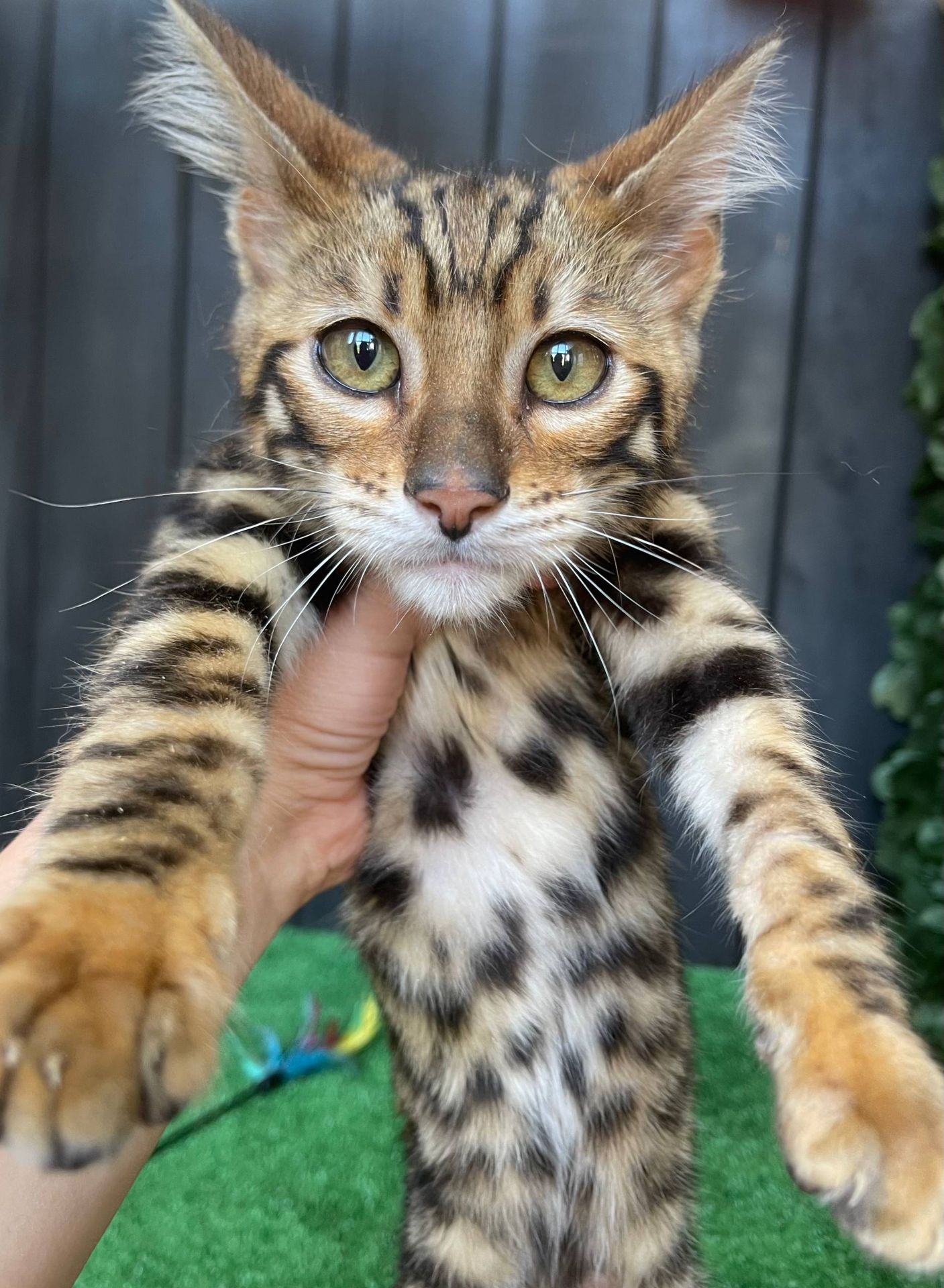 Котик породи Тойгер, звати Юго