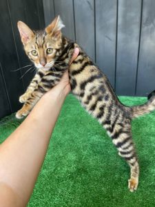 Котик породи Тойгер, звати Юго