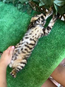 Котик породи Тойгер, звати Юго