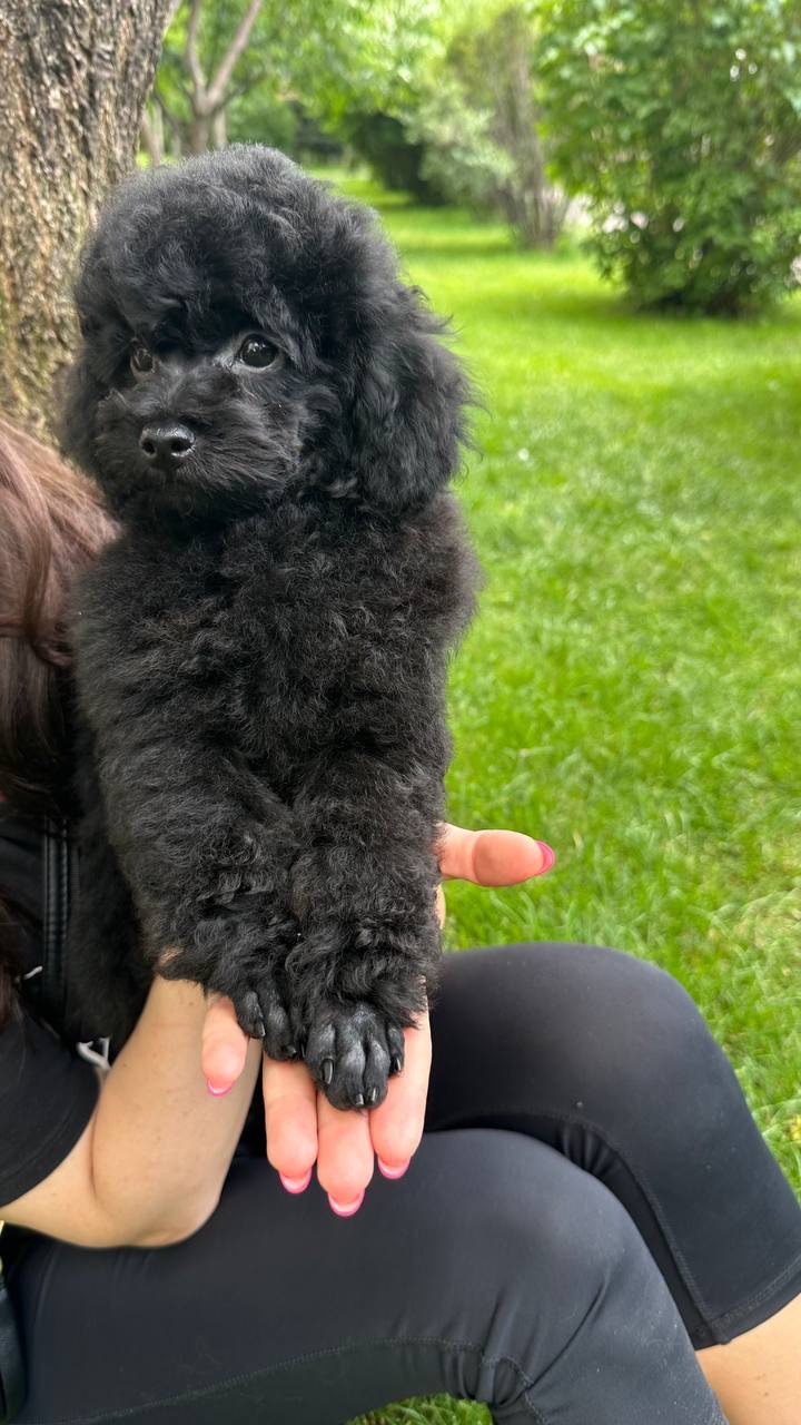 Пудель хлопчик з документами