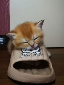 Котята британской золотой шиншиллы