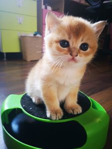 Котята британской золотой шиншиллы