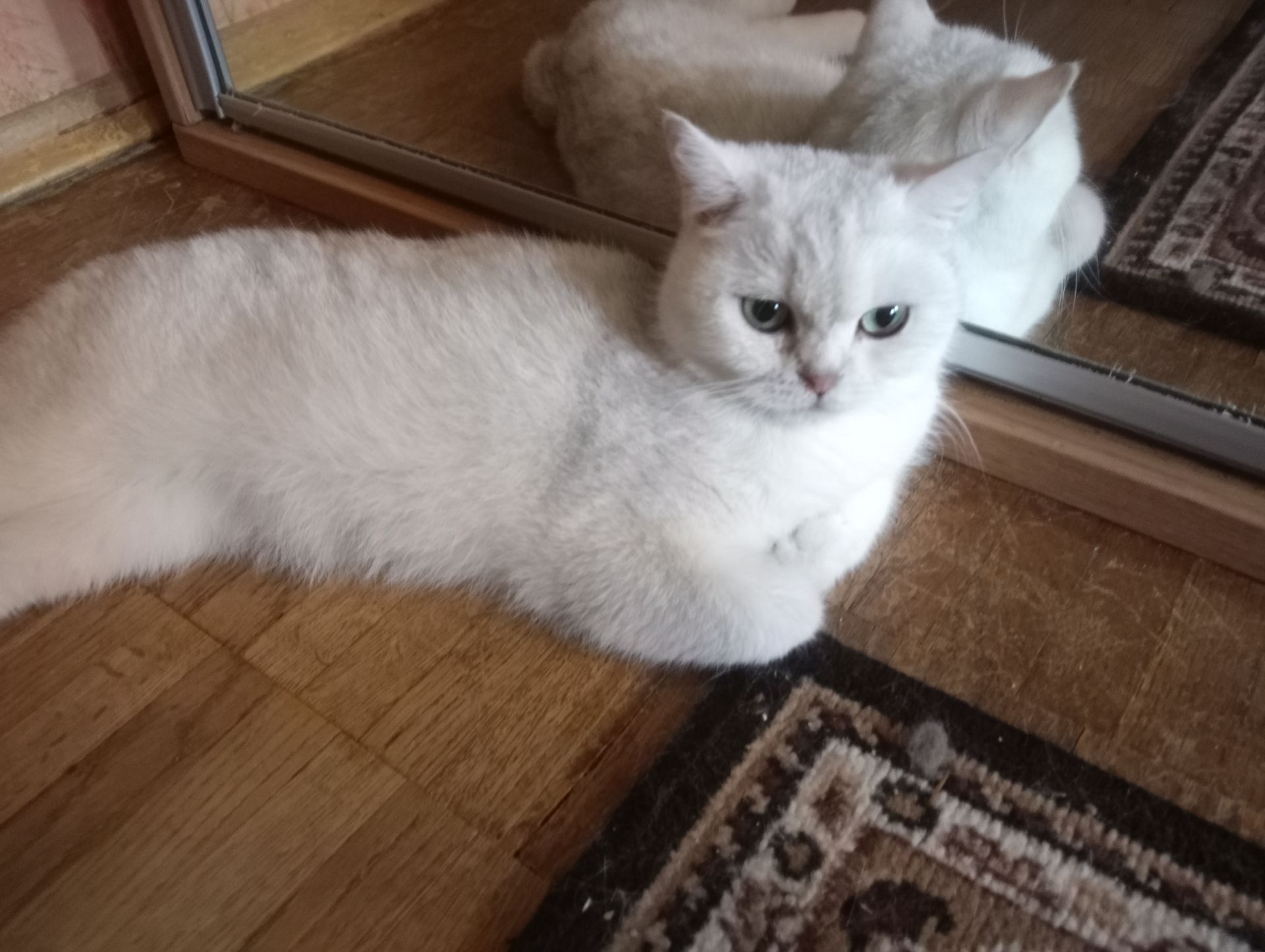 Британская кошечка серебристая шиншилла