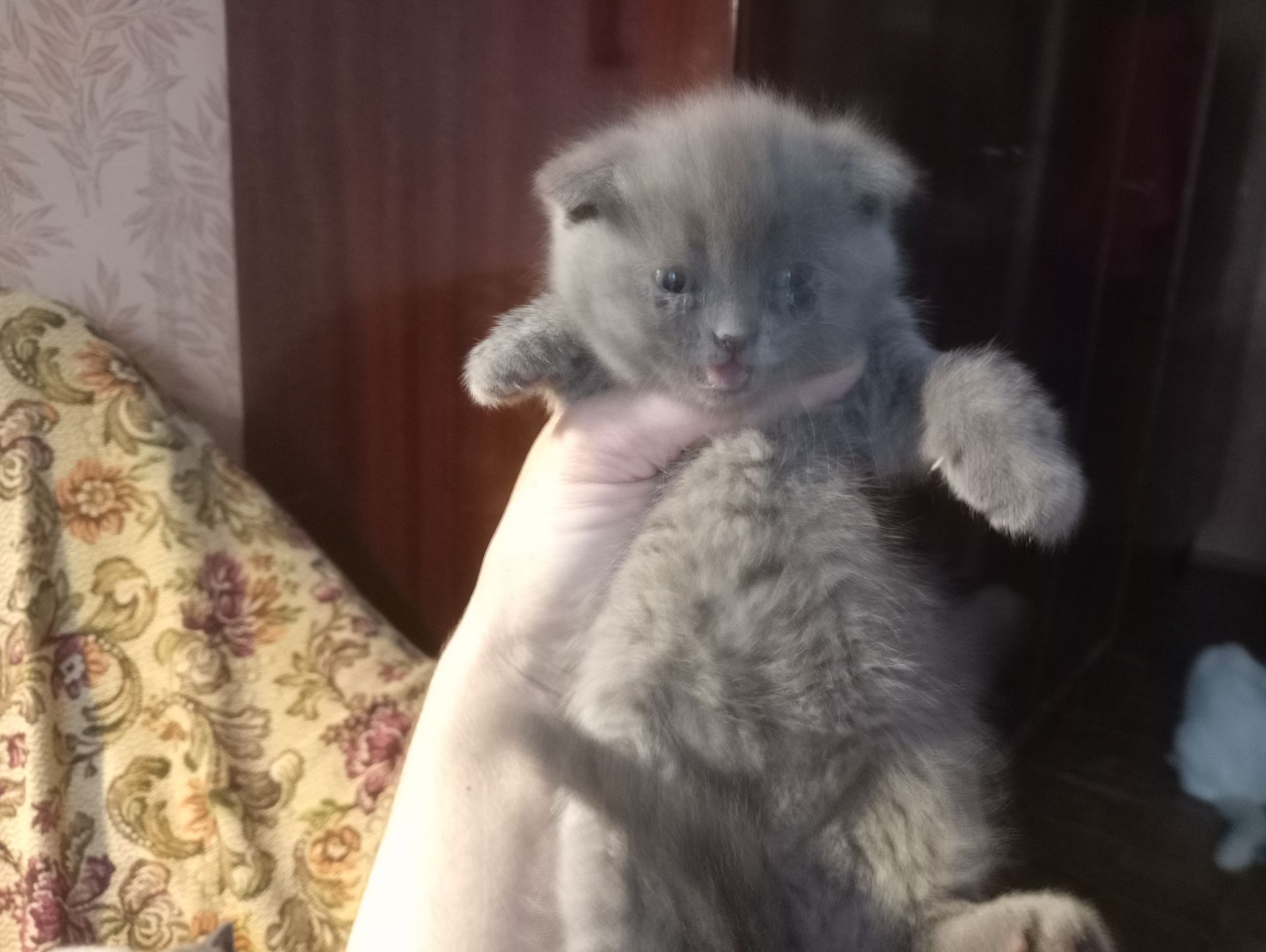 Шотландские котята
