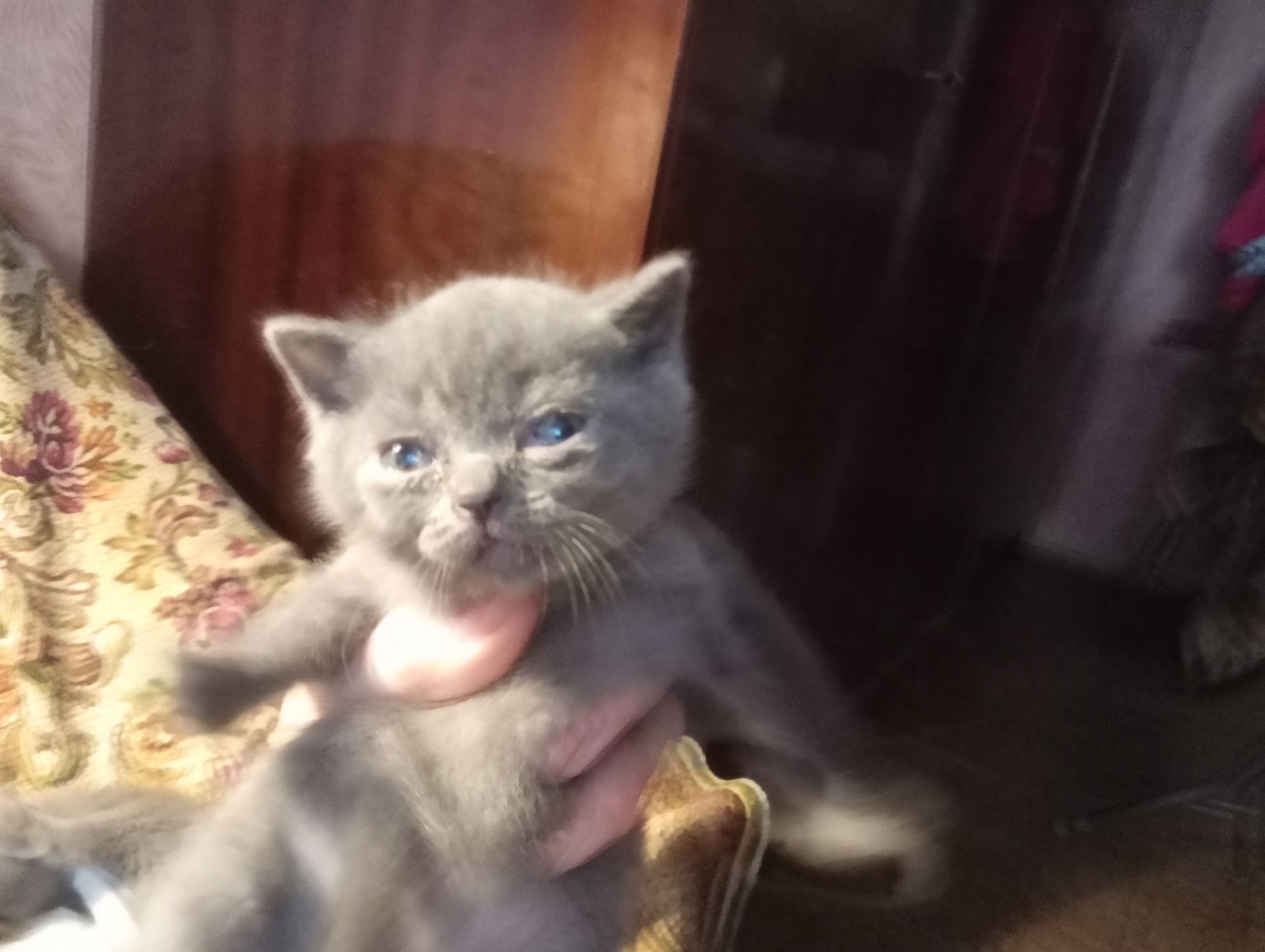 Шотландские котята