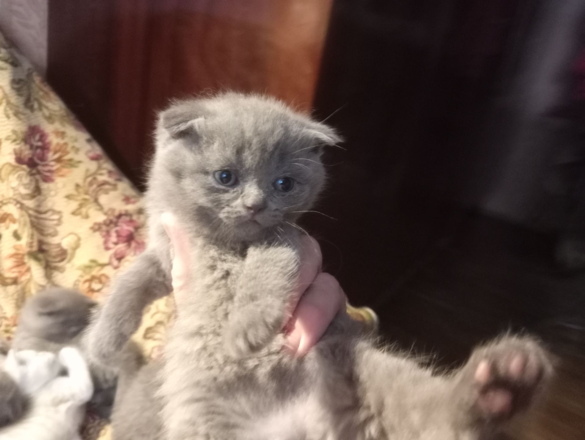Шотландские котята