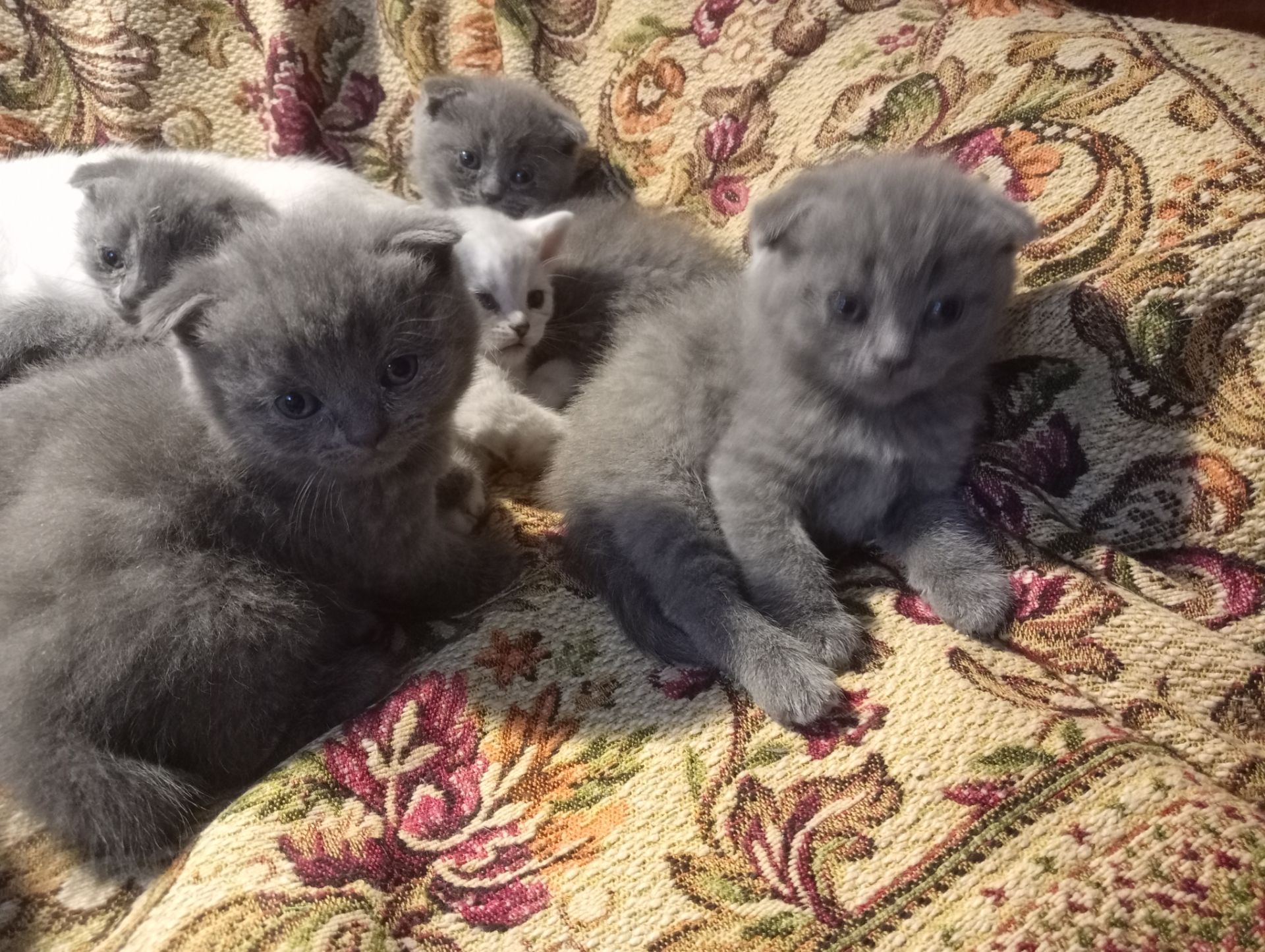 Шотландские котята