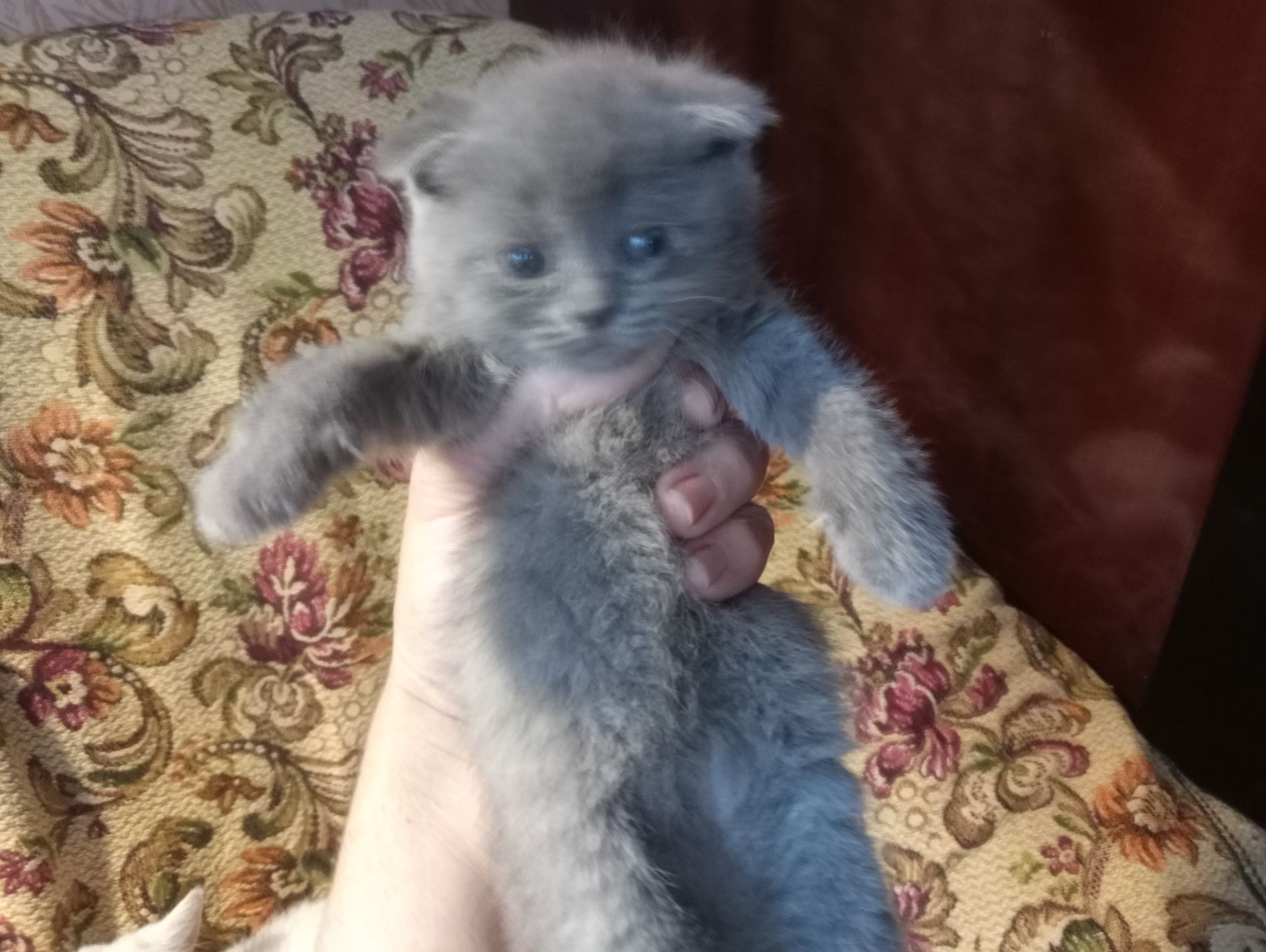 Шотландские котята
