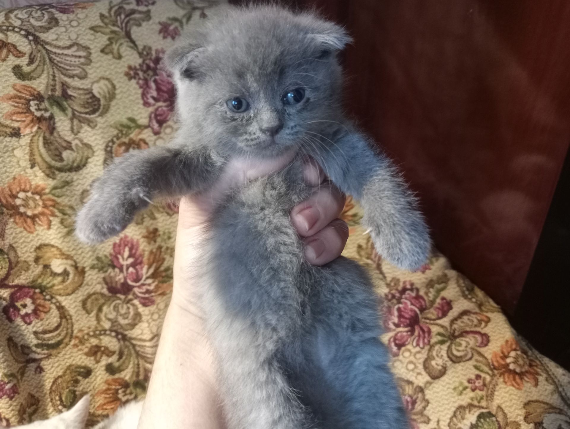 Шотландские котята