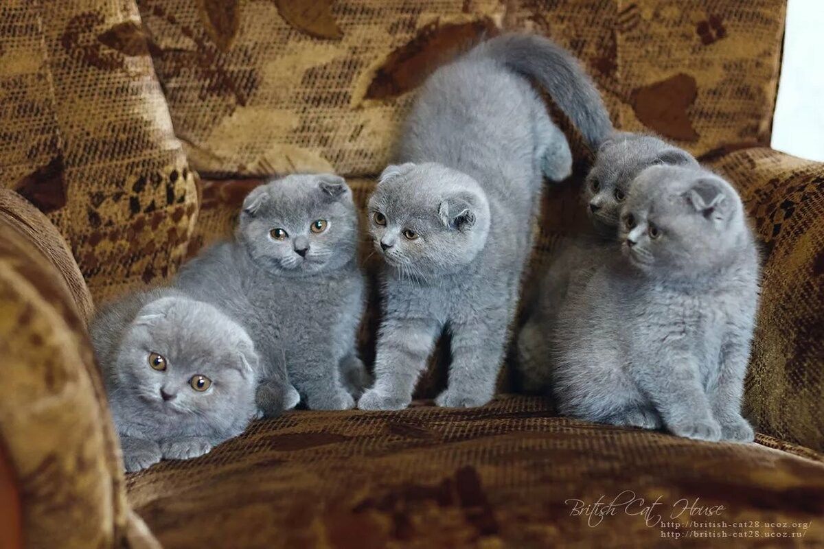 Шотландские котята
