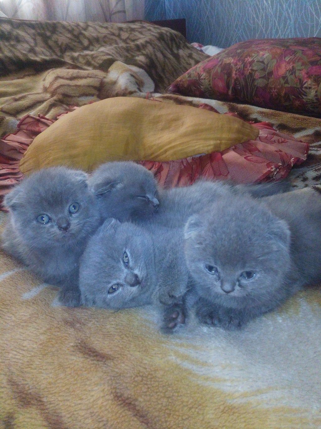 Шотландские котята