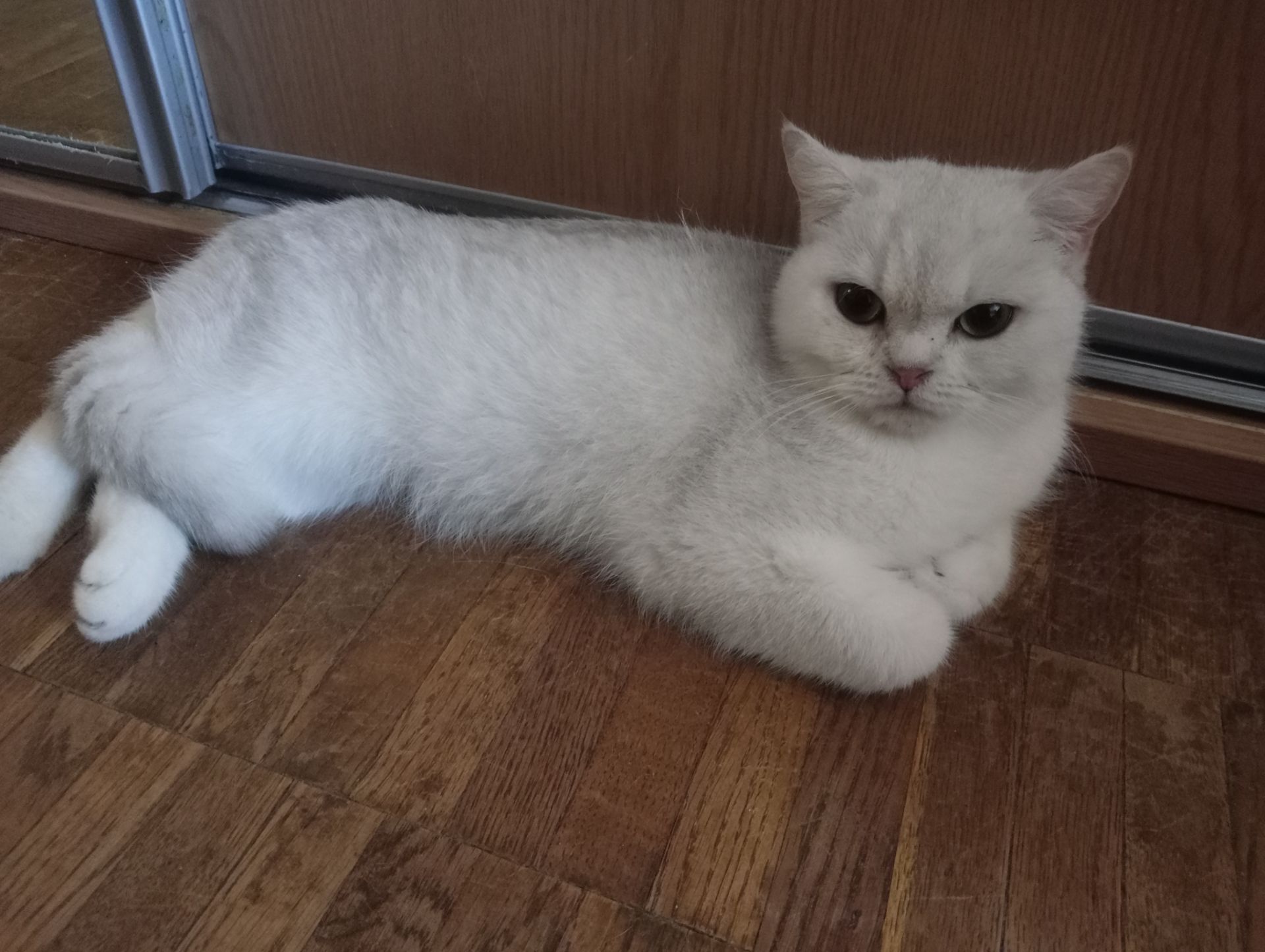 Британская кошечка серебристая шиншилла