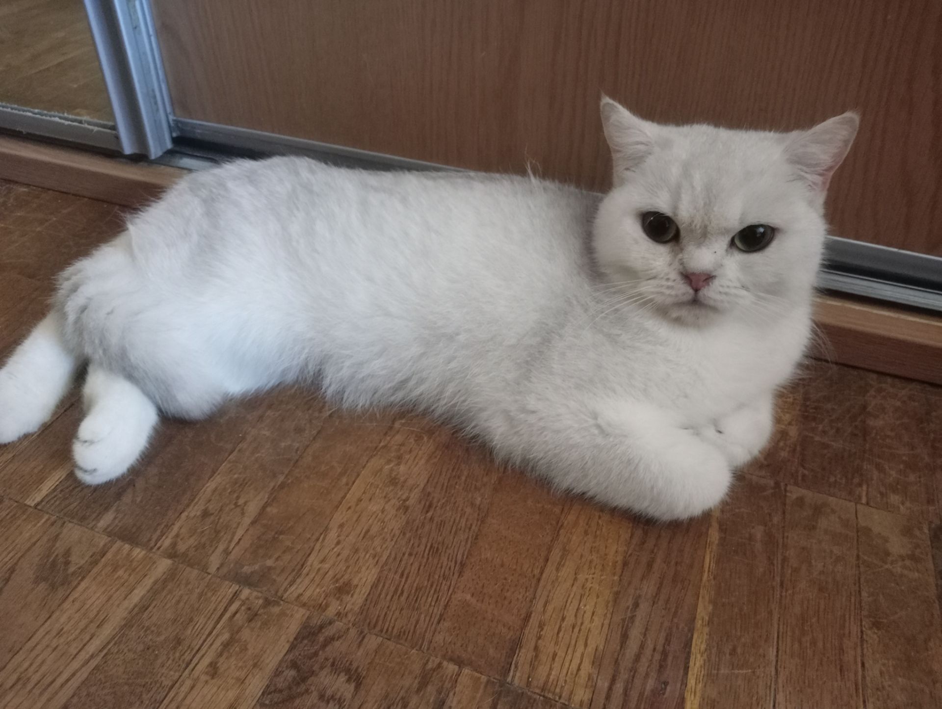Британская кошечка серебристая шиншилла