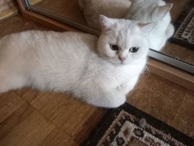 Британская кошечка серебристая шиншилла