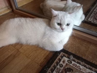 Британская кошечка серебристая шиншилла