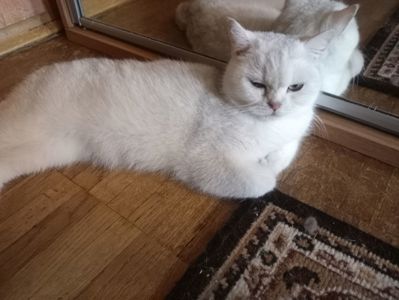 Британская кошечка серебристая шиншилла