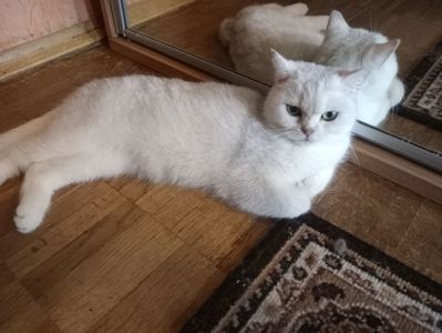 Британская кошечка серебристая шиншилла
