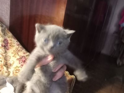 Шотландские котята