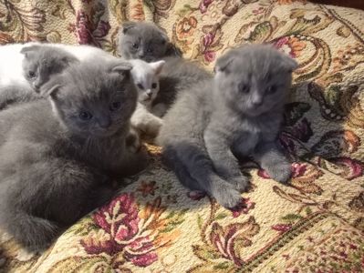 Шотландские котята