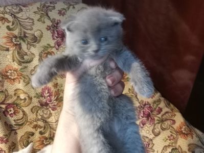 Шотландские котята