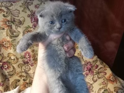 Шотландские котята